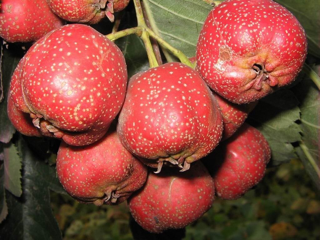 Hawthorn Berries