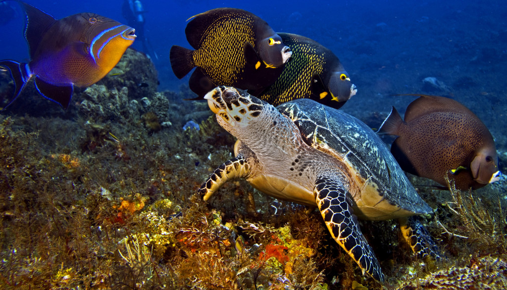 Cozumel2
