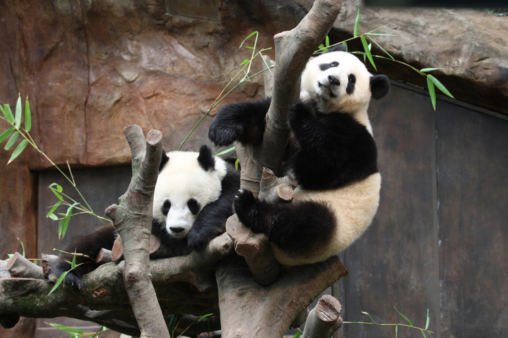 5 Top Places To See Giant Pandas In China La Vie Zine 5-top-places-to-see-giant-pandas-in-china-la-vie-zine