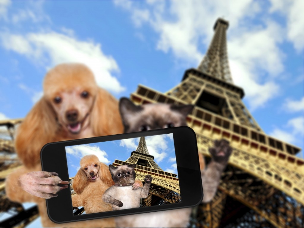 The Top 8 PetFriendly Vacation Destinations in Europe La Vie Zine