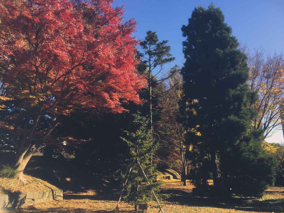 Autumn leaves at Imperial Palace East Gardens - love in tokyo 13