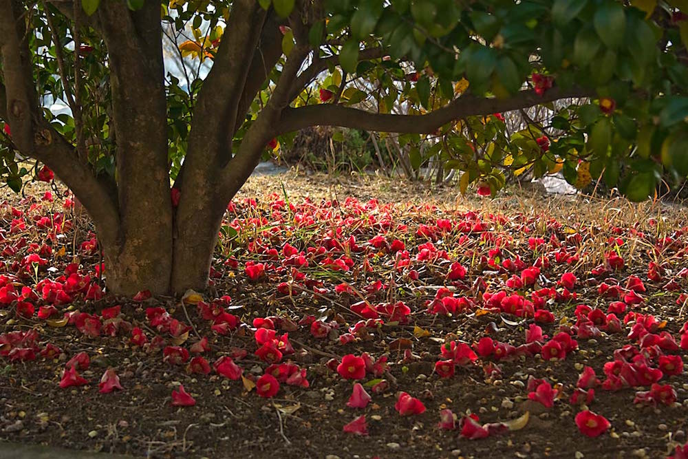 camellia forest in odongdo - charming places