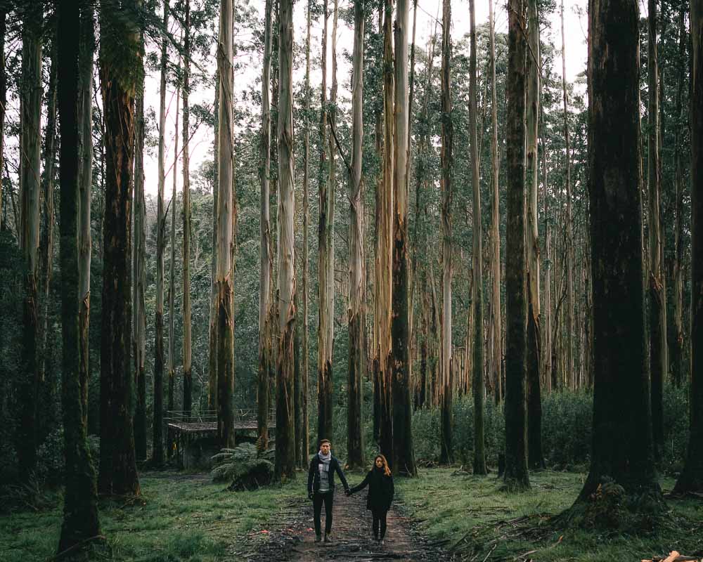 anders and rachel at black spur - melbourne roadtrip