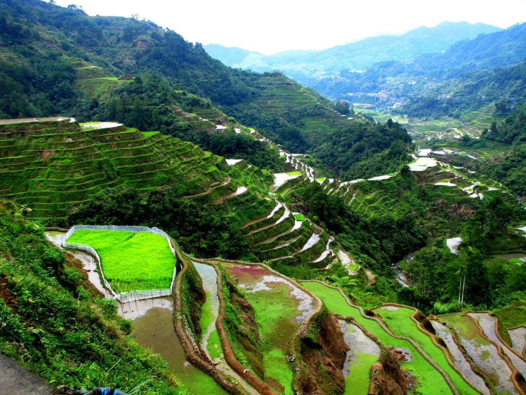 Banaue Rice Terraces