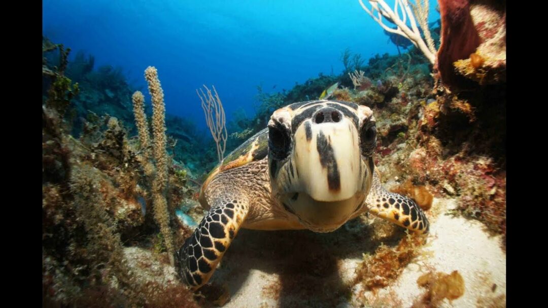 Aquaria KLCC Complete Tour Largest Aquarium in southeast Asia