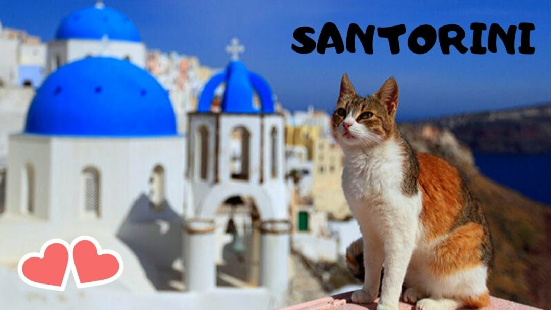 Island of SANTORINI, views of its beautiful CATS (GREECE)