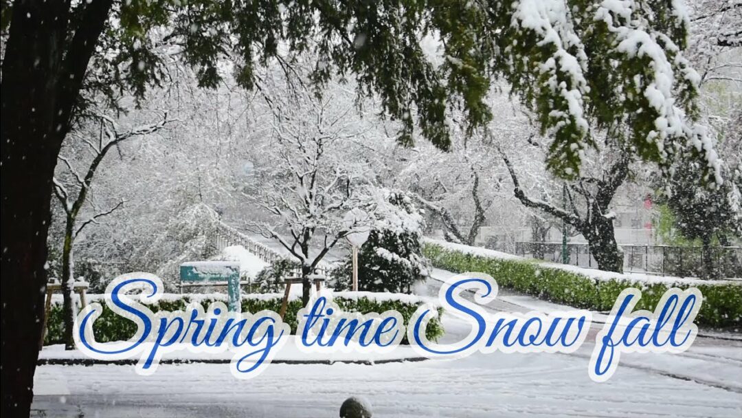Spring Time Snow 2020/Cherry Blossom & Snow/ Tokyo Snow/ 春の雪 / 東京雪 / 桜と雪