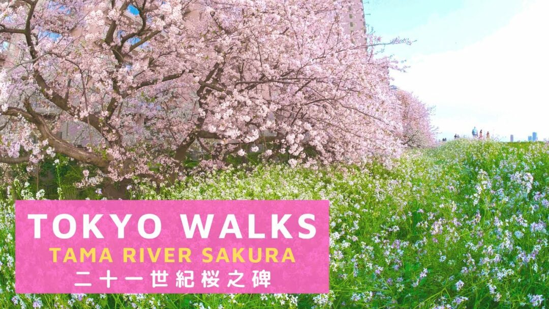 【4K】Tokyo Walks - Tama River Sakura - 二十一世紀桜之碑 - Ota, Tokyo, Japan - 2020 - 東京大田区多摩川