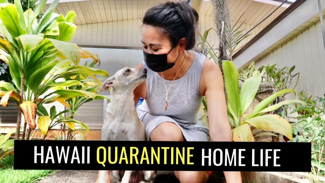 HAWAII QUARANTINE VLOG HOME ROUTINES OF A TRAVEL BLOGGER (Part II