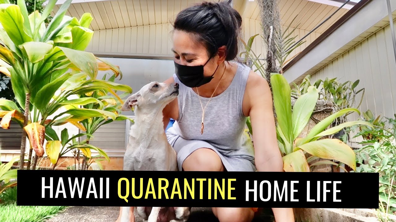 HAWAII QUARANTINE VLOG HOME ROUTINES OF A TRAVEL BLOGGER (Part II