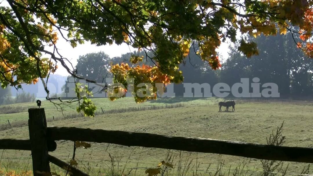 Stock Footage Europe Germany Horse Paddock Indian Summer Herbst Mecklenburg Pferde Nature