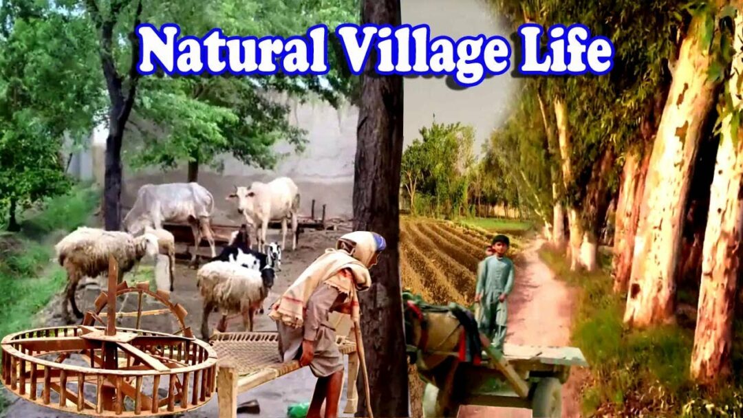 Village Desi Lifestyle Vlog, Pakistan Village Life Style, Beautiful Desi Village Life in Punjab,