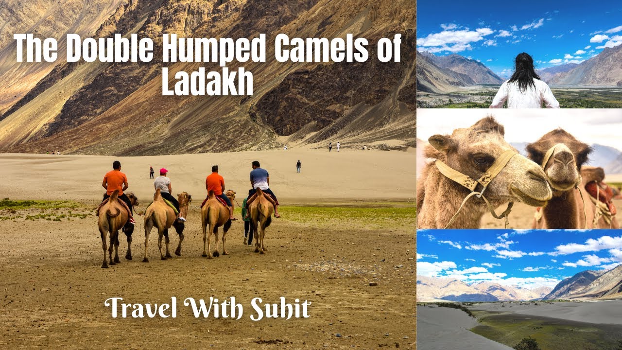 Bactrian Camels of Nubra Valley | Unknown Facts about Ladakh - La Vie Zine