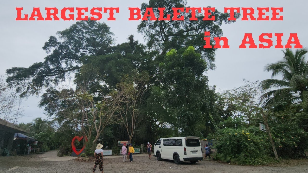 MILLENNIUM TREE (BALETE TREE) of MARIA AURORA, PHILIPPINES - La Vie Zine