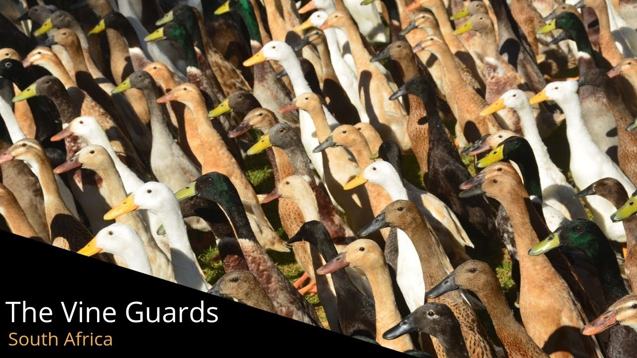 The Runner Ducks of Vergenoegd Wine Estate in Stellenbosch, South Africa La Vie Zine