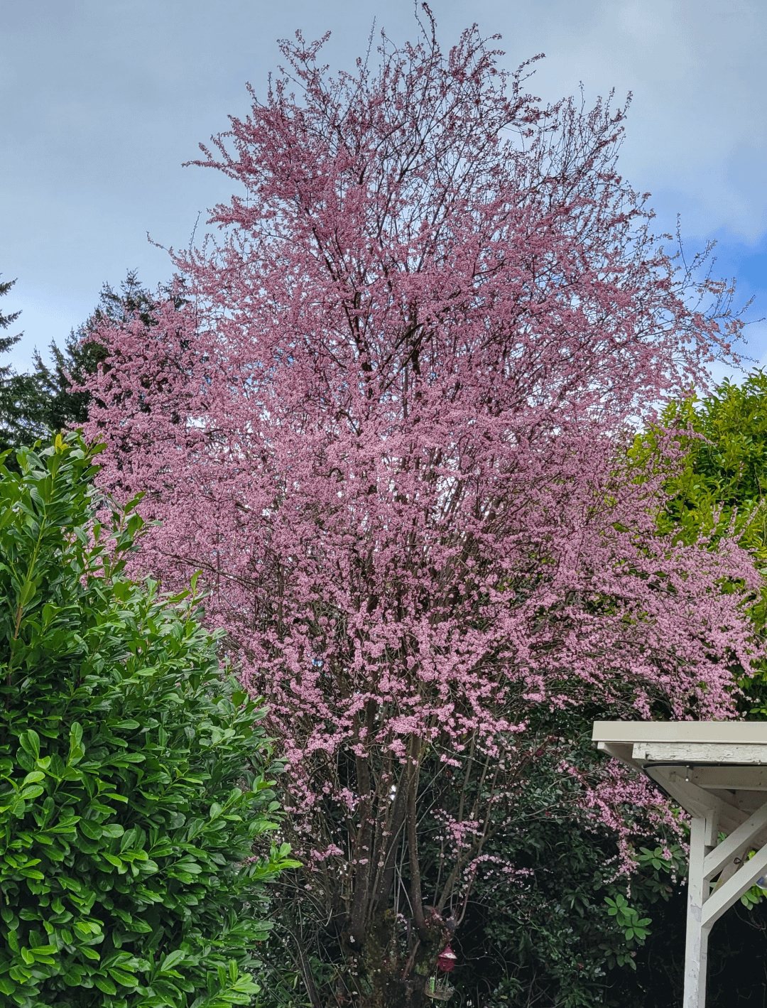 My cherry blossom tree is in full bloom! Located in PNW La Vie Zine