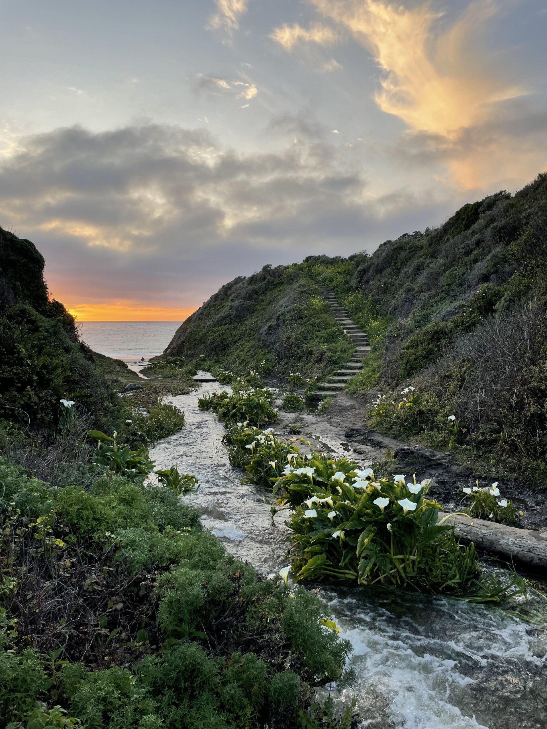 Calla Lily Valley La Vie Zine