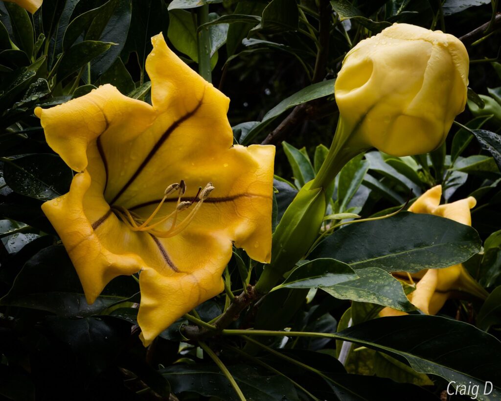 Solandra maxima 'Variegata' (Variegated Cup of Gold Vine) [oc] - La Vie ...