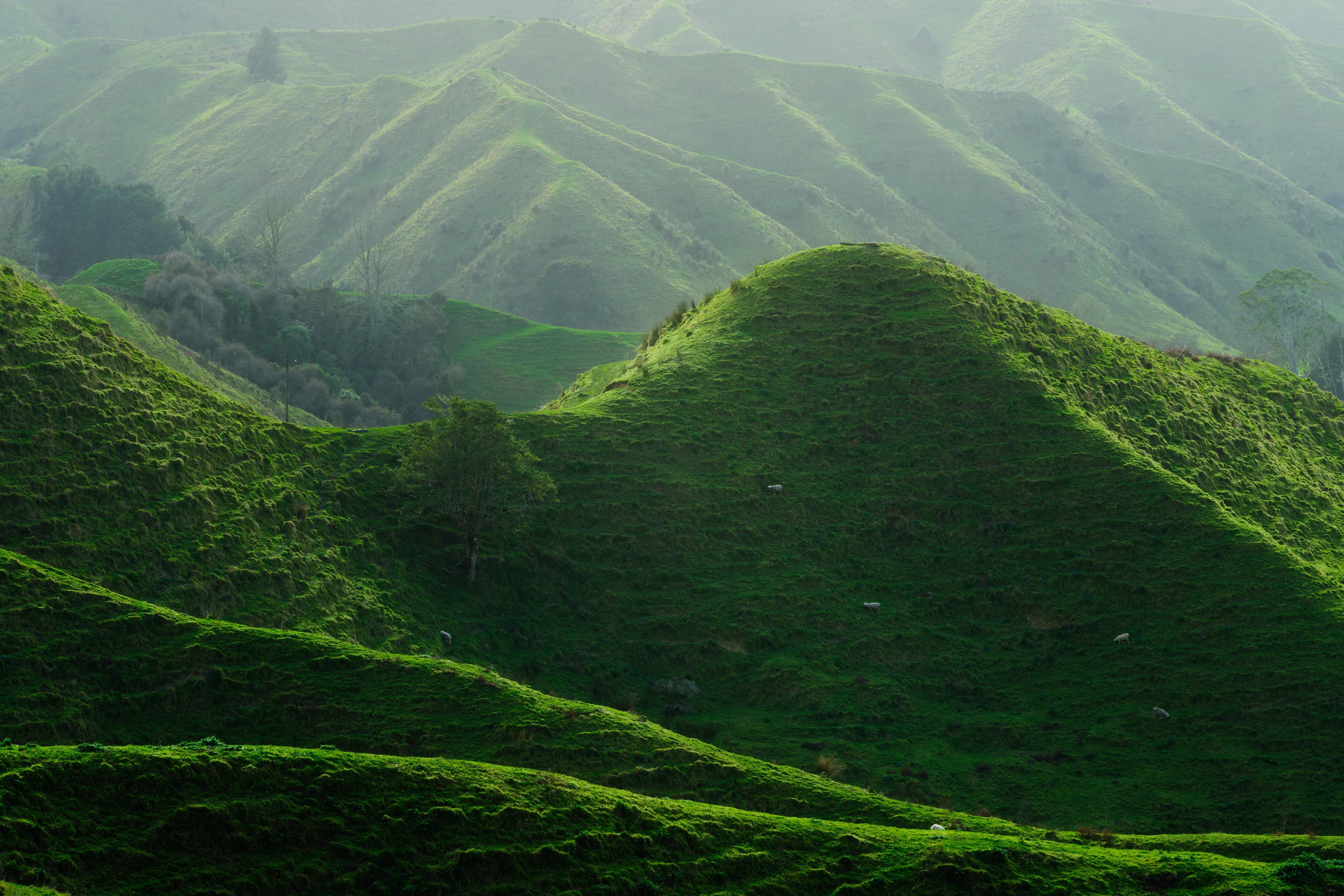 The rolling hills of New Zealand from the World Highway