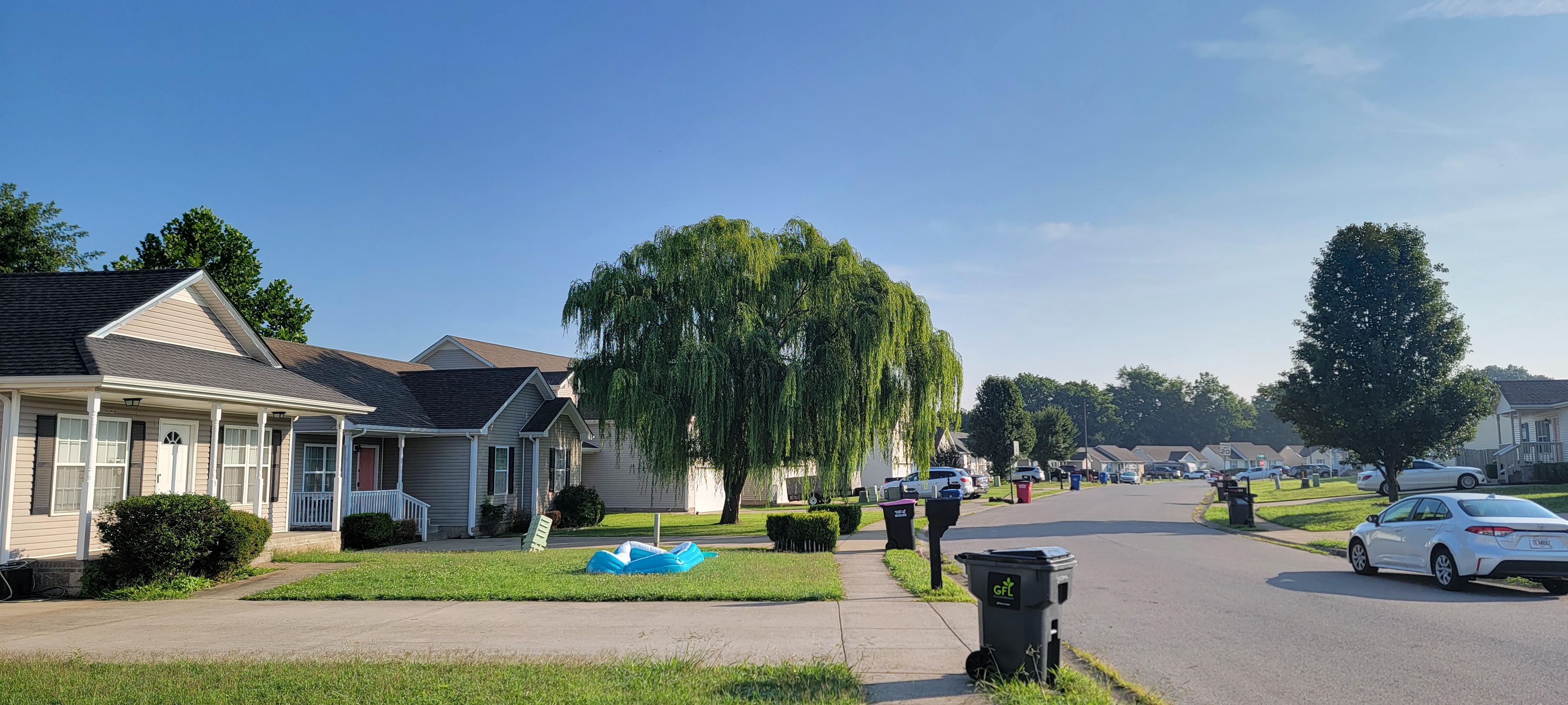 This Willow tree is the highlight during my walks and runs through this