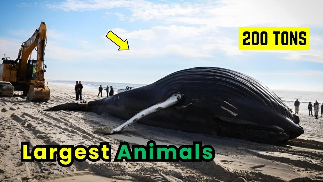 Top 10 Largest Animals In the World La Vie Zine