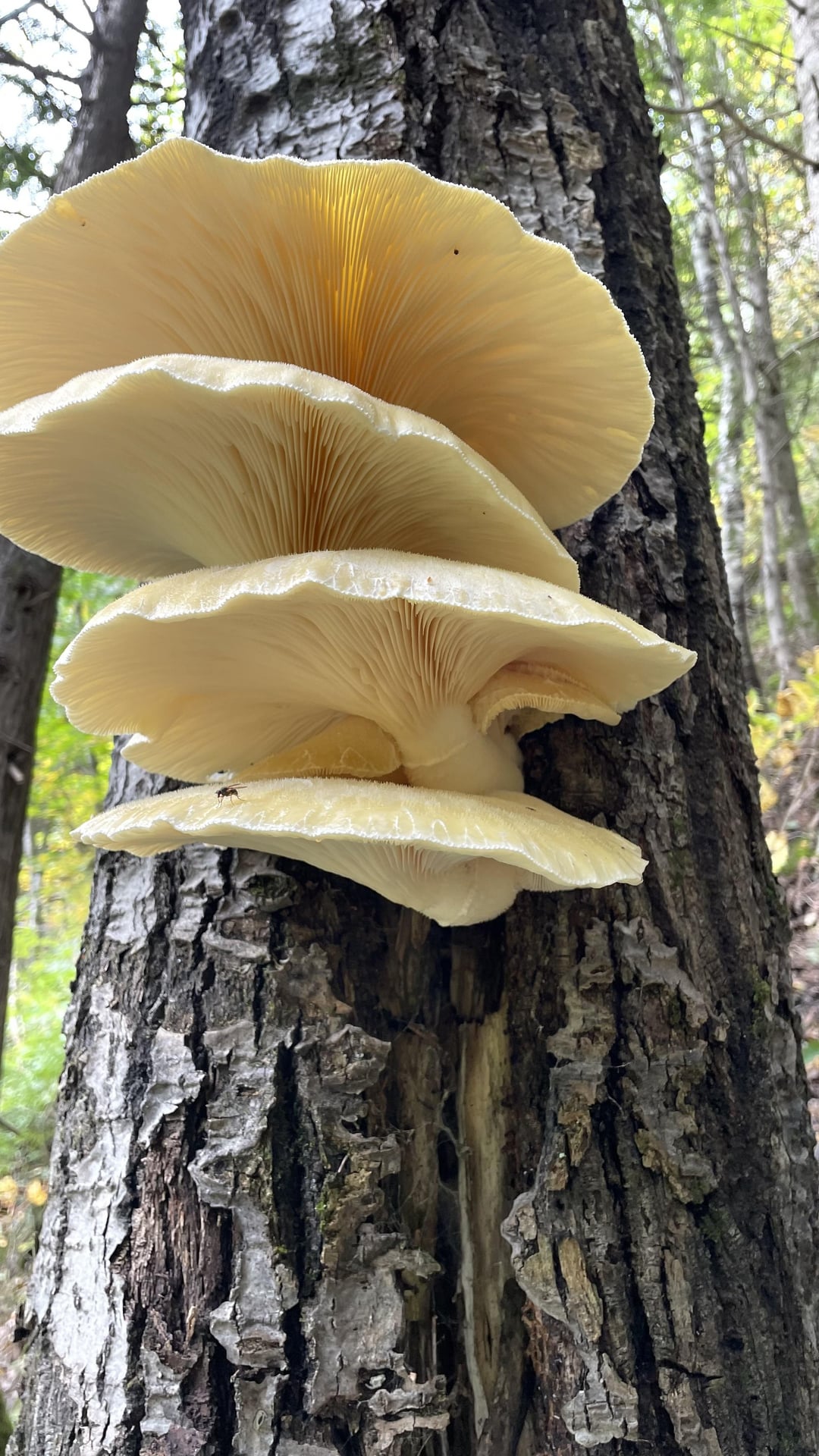 What are these plants, berries and mushrooms? - La Vie Zine