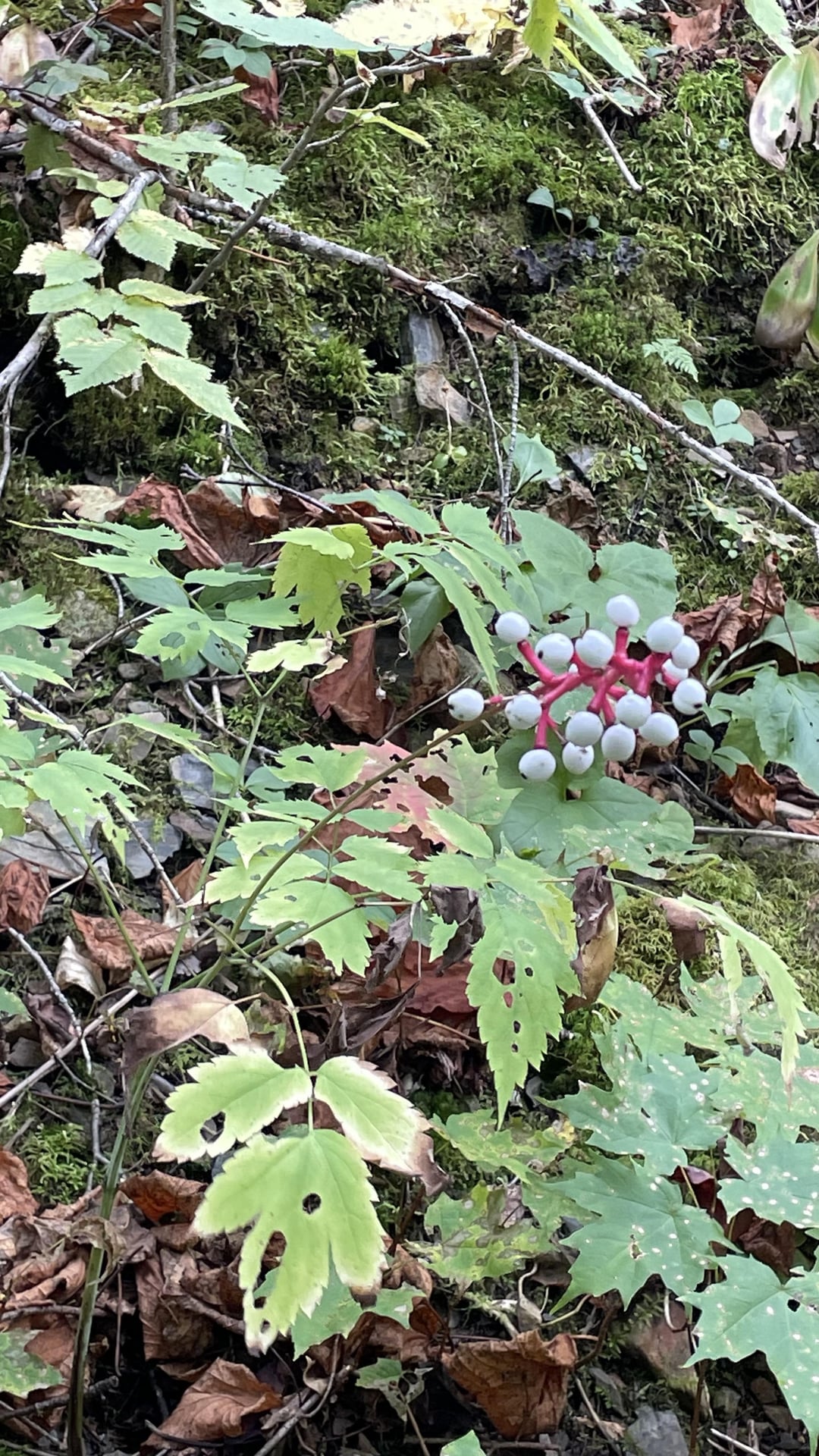 What are these plants, berries and mushrooms? - La Vie Zine
