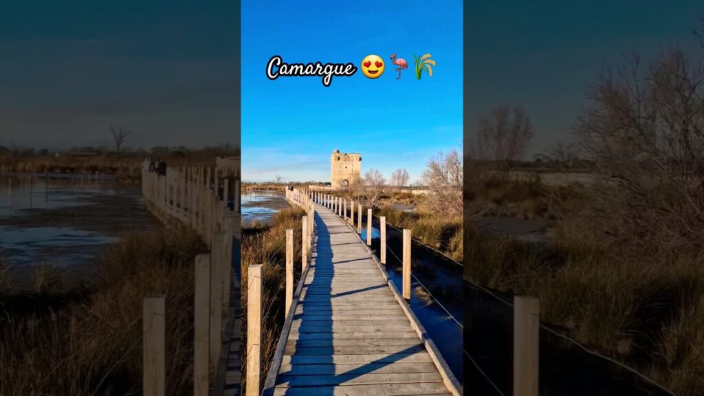 Amazing walking in Camargue😍🌾🦩#shorts #camargue #france #travel #amazingshorts #destination #tourism