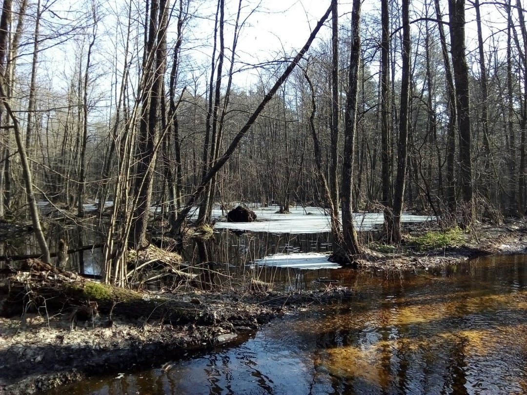Forest and swamp. Today we opened the 2024 forest season! It’s ...