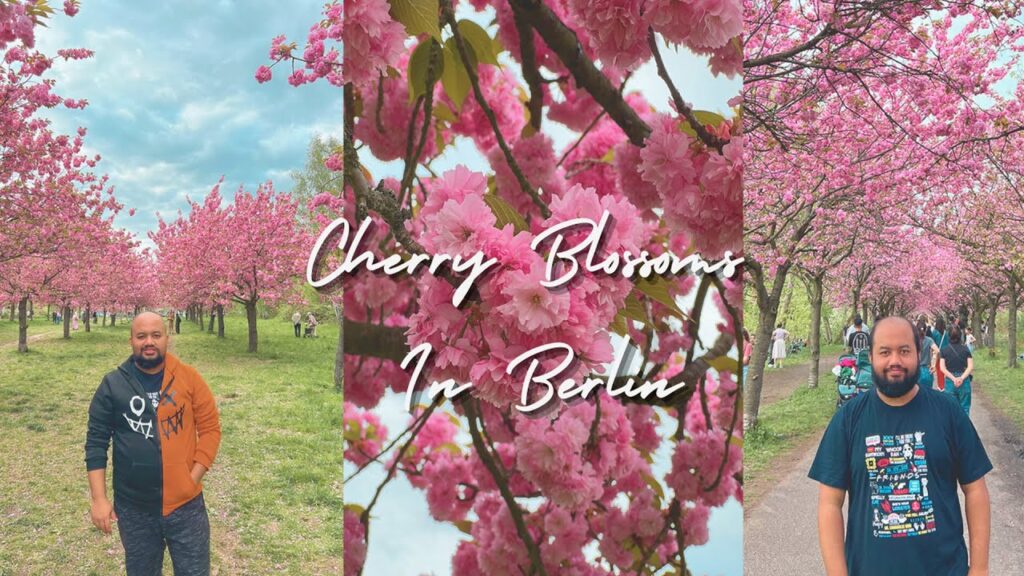 Cherry Blossoms In Berlin Cherry Blossoms In Berlin