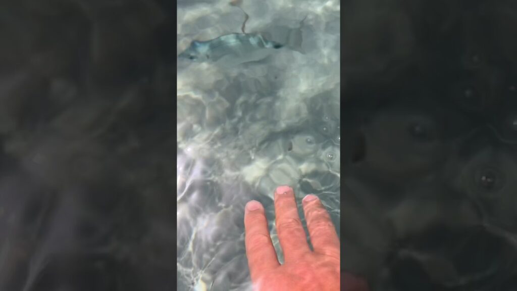 🐠 Calling All The Fishes🇫🇷