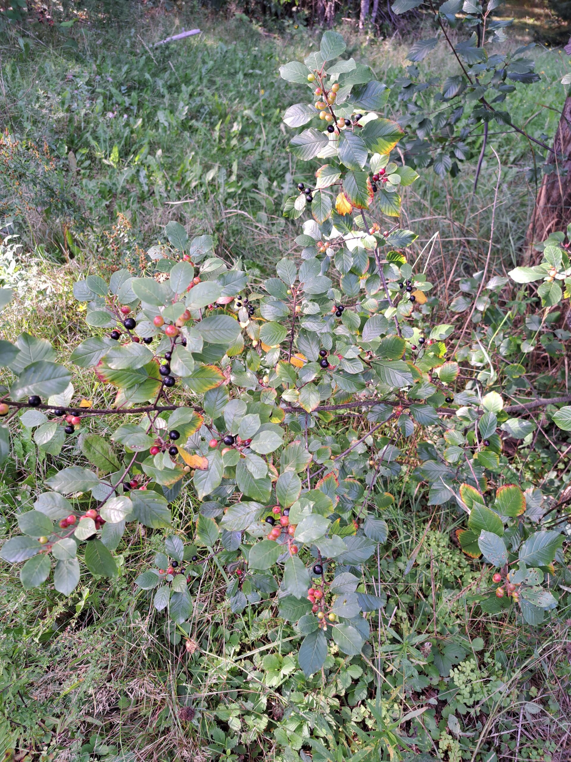 What is this plant and are the berries edible ? - La Vie Zine