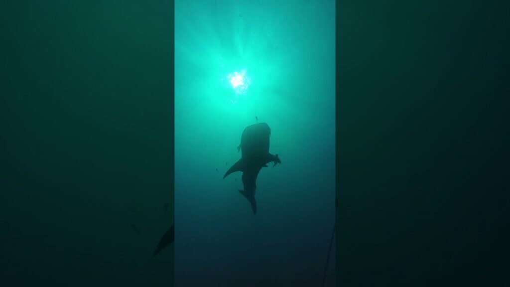 nothing beats your first time seeing a whale shark #diving #kohtao #thailand #travel #southeastasia