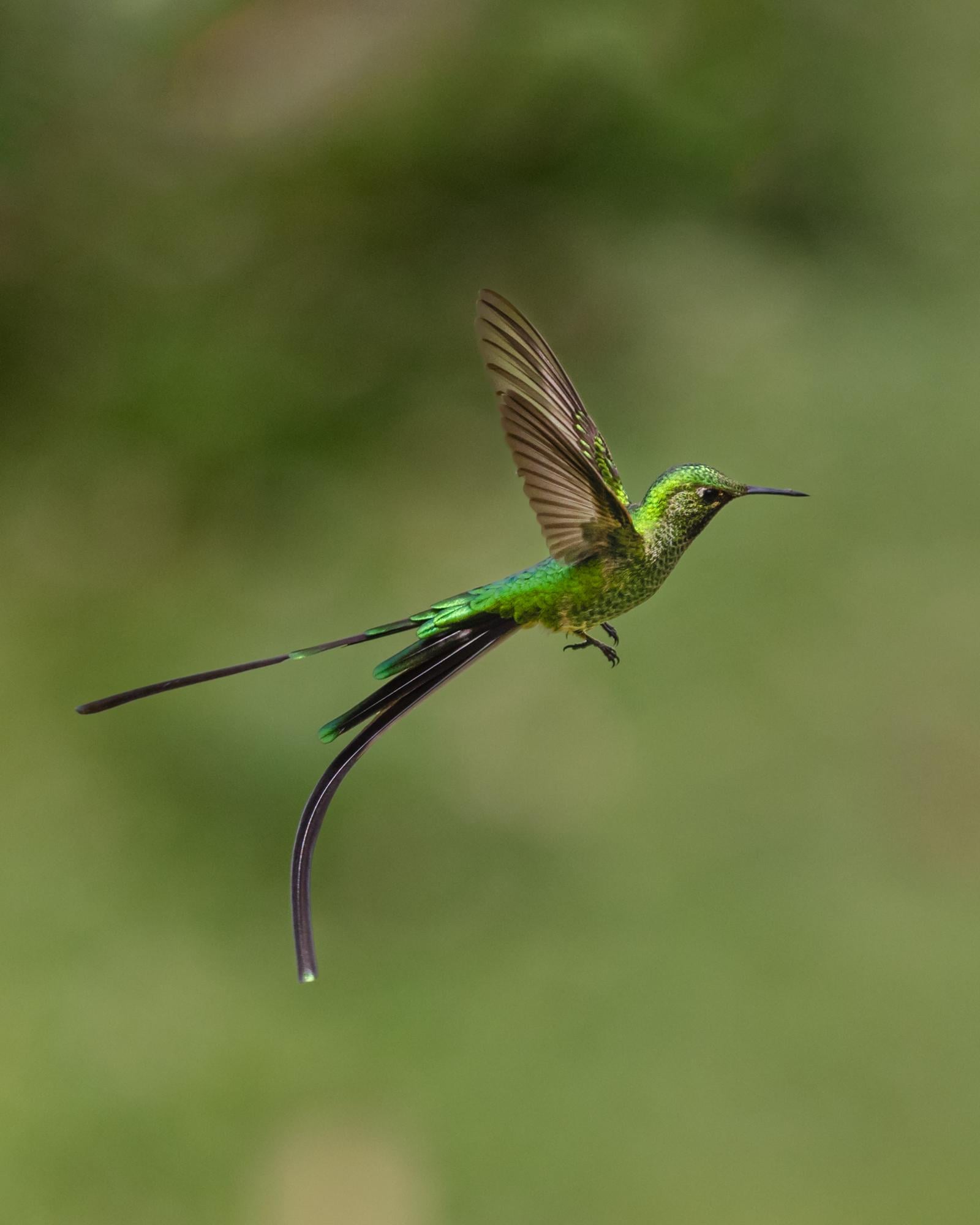 A Two-Tailed Hummingbird [OC] - La Vie Zine