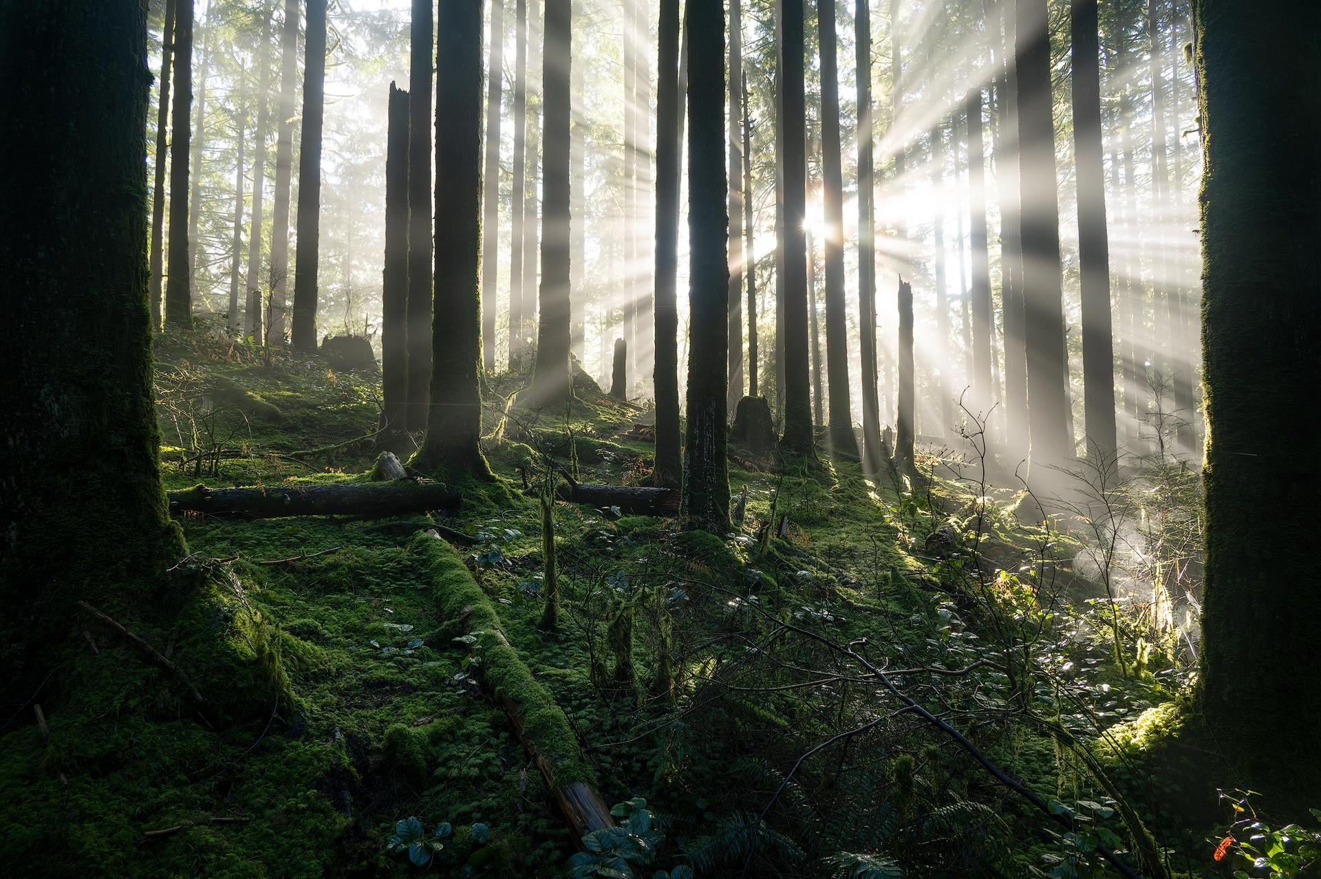 Morning light rays in Golden Ears Provincial Park, BC [OC] [1920x1278 ...