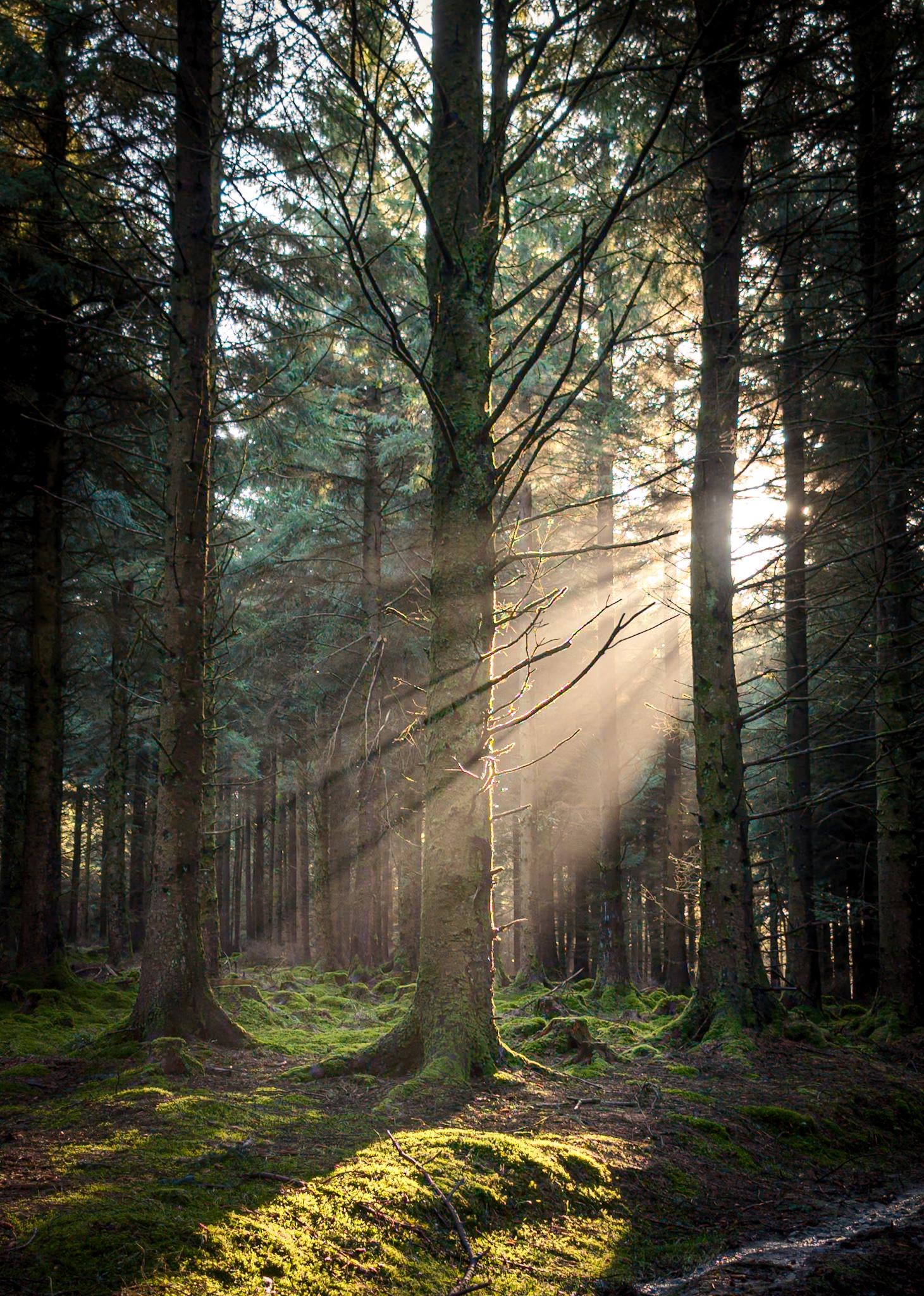 Cruagh The best light I've ever seen, Cruagh Wood, just south of Dublin ...
