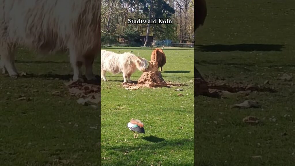 Im Kölner Stadtwald gibt es einige Tiere zu sehen. 😎 #köln #stadtwald #cologne #germany