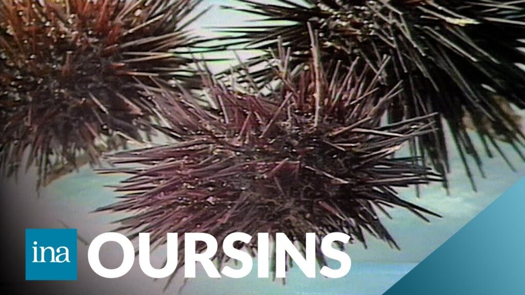 Marseille : les oursins en danger | INA Voyage Marseille : les oursins en danger | INA Voyage