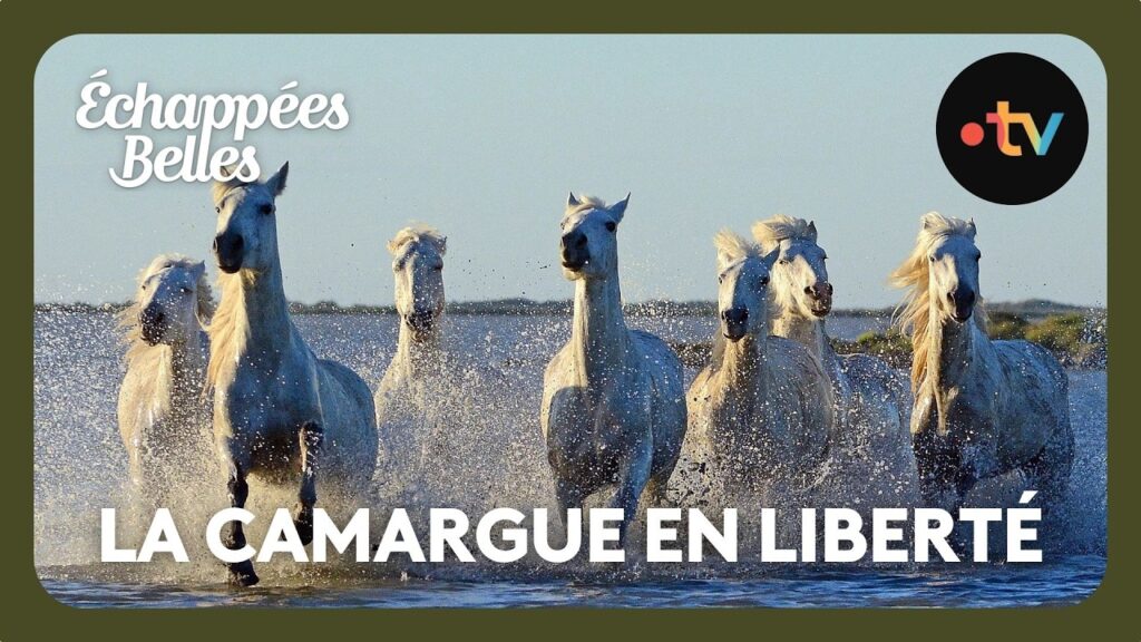 La Camargue en liberté – Échappées belles La Camargue en liberté - Échappées belles