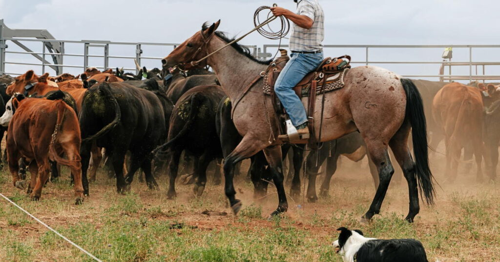 Colorado ranchers speak out in major Supreme Court climate case Colorado ranchers speak out in major Supreme Court climate case