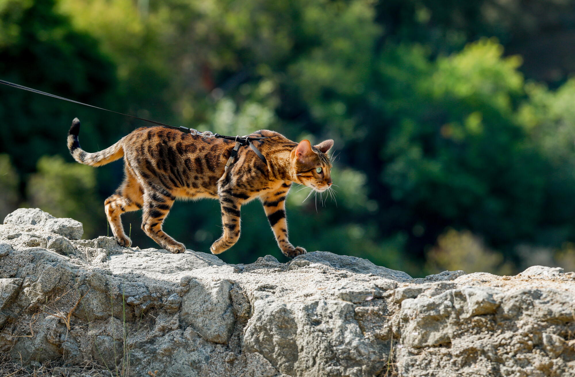 A cat walking on a rock wall.