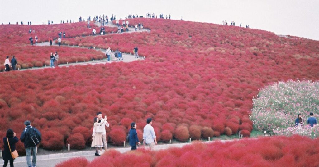 Lindsay Akemi Arakawa’s Life in Tokyo, Captured on Film