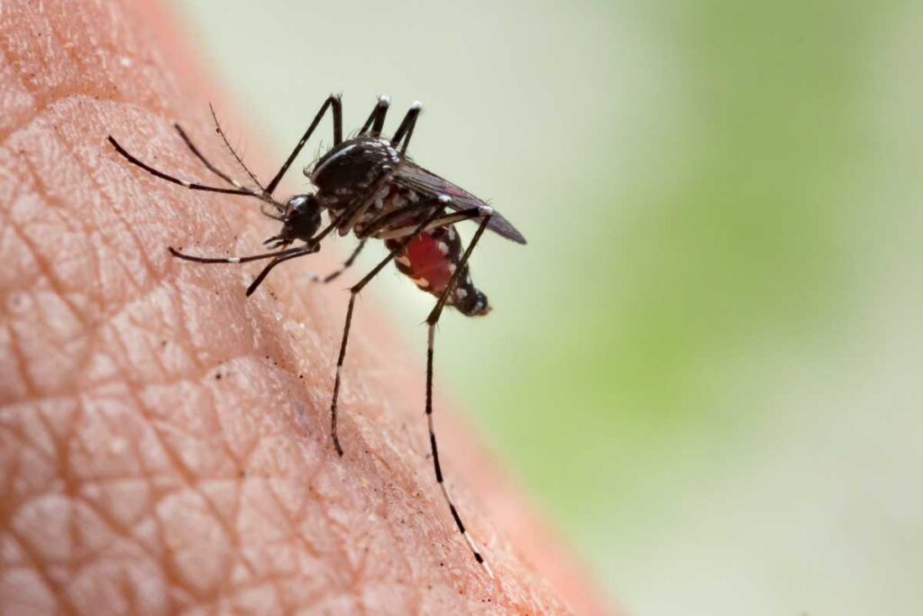 A biting problem: Twice as many NYC mosquito pools testing positive for dangerous West Nile virus this summer, health officials say A biting problem: Twice as many NYC mosquito pools testing positive for dangerous West Nile virus this summer, health officials say