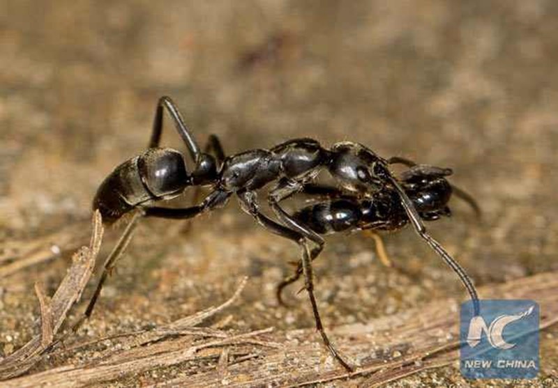 Michelin-starred restaurant fined $11,000 for using ants to decorate dishes Michelin-starred restaurant fined $11,000 for using ants to decorate dishes