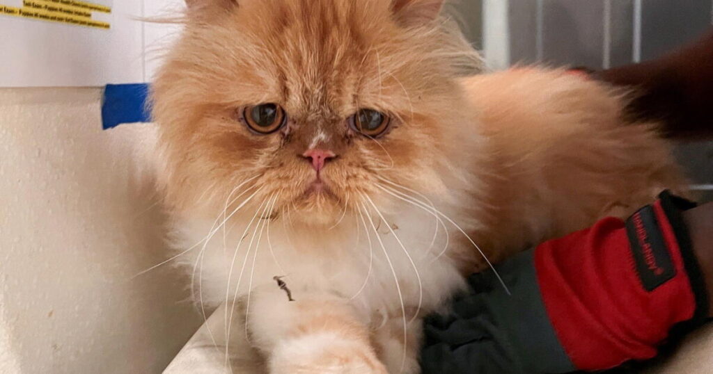 524 cats, living and dead, seized from Southern California nonprofit