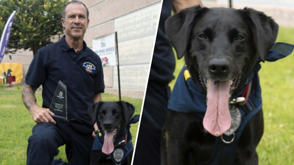 Ex-homeless dog wins award for rescue efforts in Venezuela – NBC Los Angeles