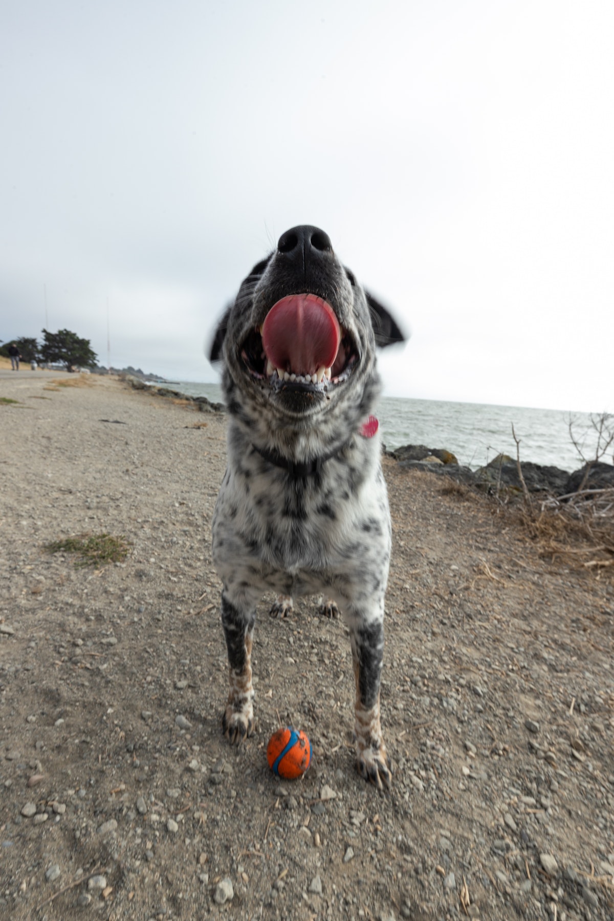 Hazy is on ball duty at Point Isabel.