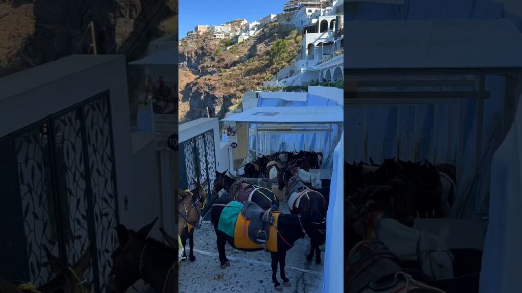 Kalimera Ellada, Fira, Santorini, Greece 🇬🇷 #greece #santorini #cyclades #visitgreece #islandlife