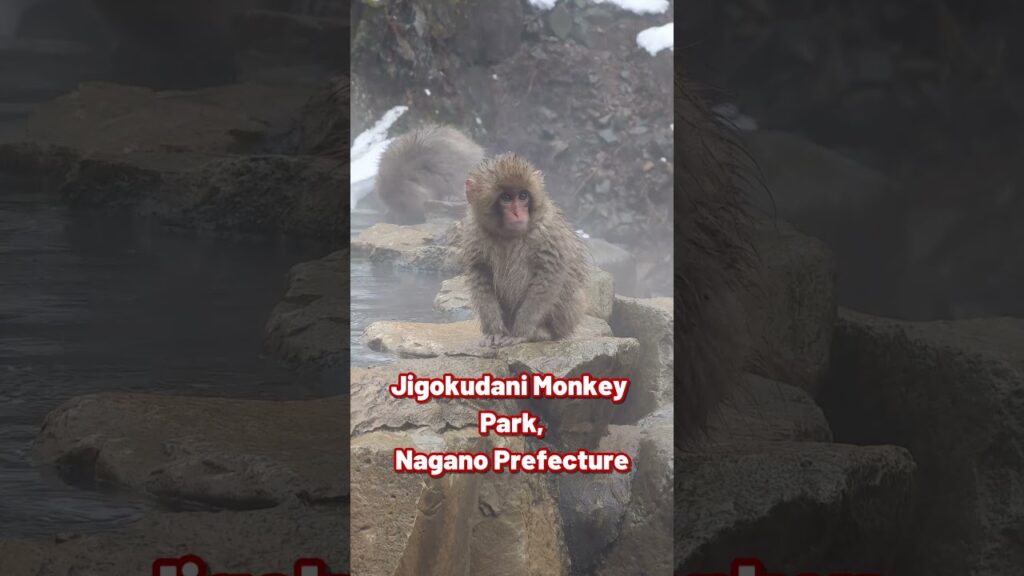 Places in JAPAN that don't feel real! #japan #japantravel